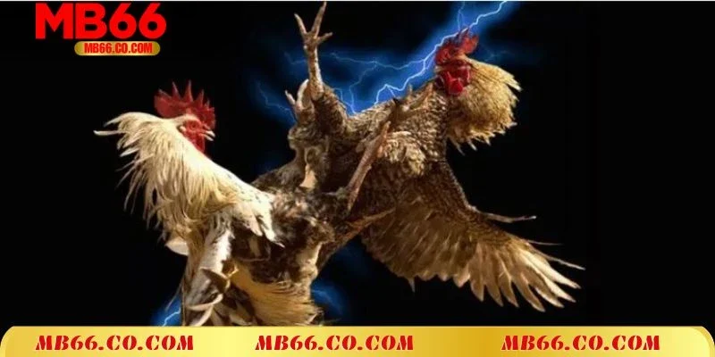Đá Gà Mạng Mb66 Cực Chất – Không Gian Chọi Gà Uy Tín Nhất 2025